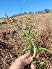 Senecio queenslandicus