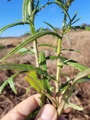 Senecio queenslandicus