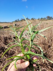 Senecio queenslandicus