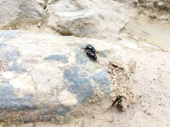 Astylus aulicus