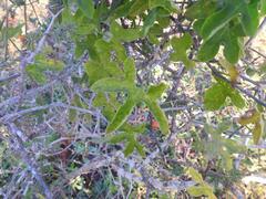 Corallocarpus bainesii