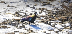 Chinese Monal photo 2
