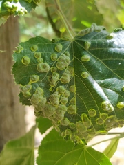 Didymomyia tiliacea