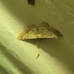 Horisme calligraphata