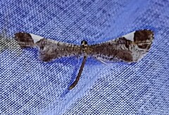 Macrosoma heliconiaria