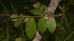 Seringia arborescens