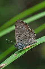 Zizeeria knysna
