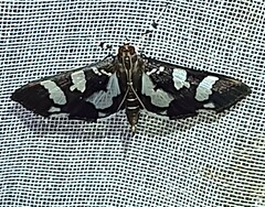 Desmia bajulalis