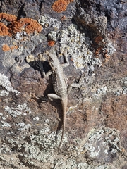 Laudakia tuberculata