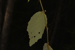 Seringia arborescens