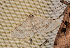 Hydrelia sylvata