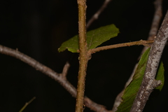 Seringia arborescens