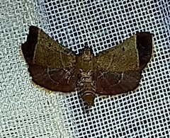 Hypsopygia amoenalis