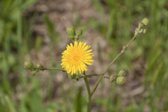 Sonchus arvensis arvensis