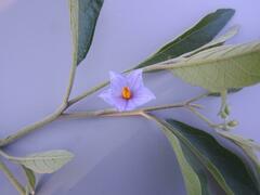 Solanum delagoense