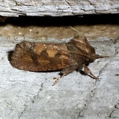 Acrolophus plumifrontella