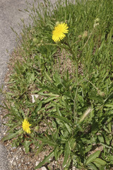 Sonchus arvensis arvensis