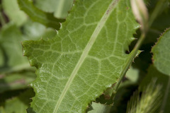 Sonchus arvensis arvensis