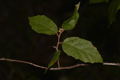 Seringia arborescens