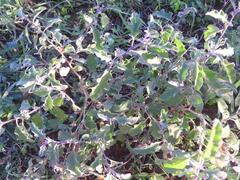 Solanum catombelense