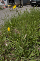 Sonchus arvensis arvensis