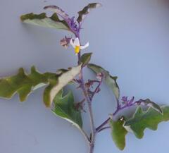 Solanum catombelense