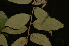 Seringia arborescens