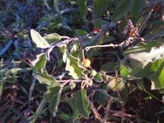 Solanum catombelense