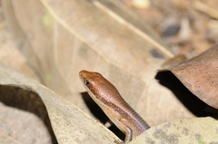 Eutropis macularia