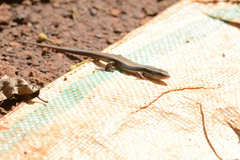 Eutropis carinata