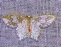 Chloropteryx dealbata