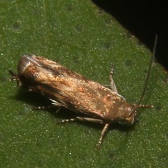 Calliprora