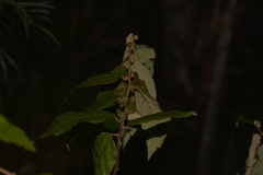 Seringia arborescens