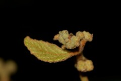 Seringia arborescens