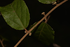 Seringia arborescens