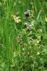 Ophrys fuciflora
