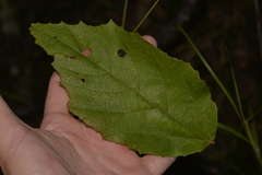 Seringia arborescens