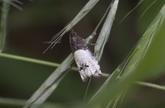 Notocelia cynosbatella