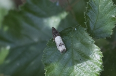 Notocelia cynosbatella