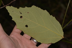 Seringia arborescens