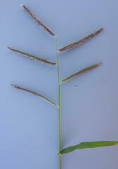 Urochloa trichopus