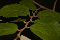 Seringia arborescens