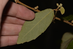 Seringia arborescens