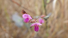 Pleurolobus gangeticus
