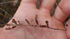 Pleurolobus gangeticus