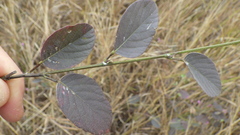 Pleurolobus gangeticus
