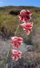 Gladiolus guthriei