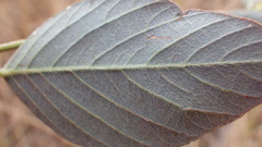 Pleurolobus gangeticus