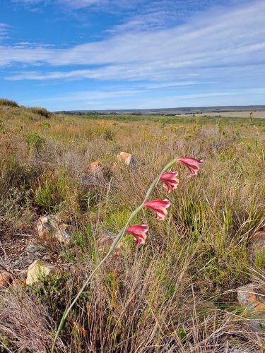 Image of Gladiolus guthriei by (c) Eugene Hahndiek, some rights reserved (CC BY-SA)