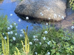 Eriophorum vaginatum